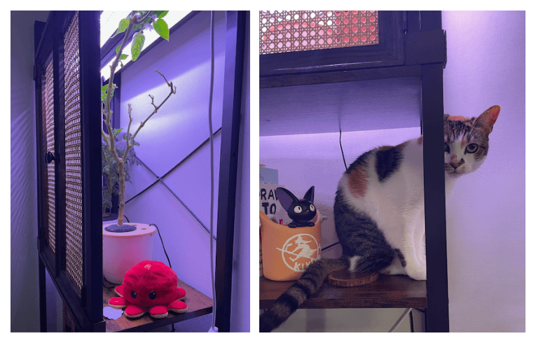 engineer-vs-cat-part-1/bad kitty.png