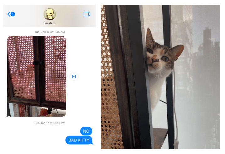 engineer-vs-cat-part-1/extra bad kitty-2.png